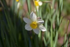 <i></i><b>Narcissus</b>